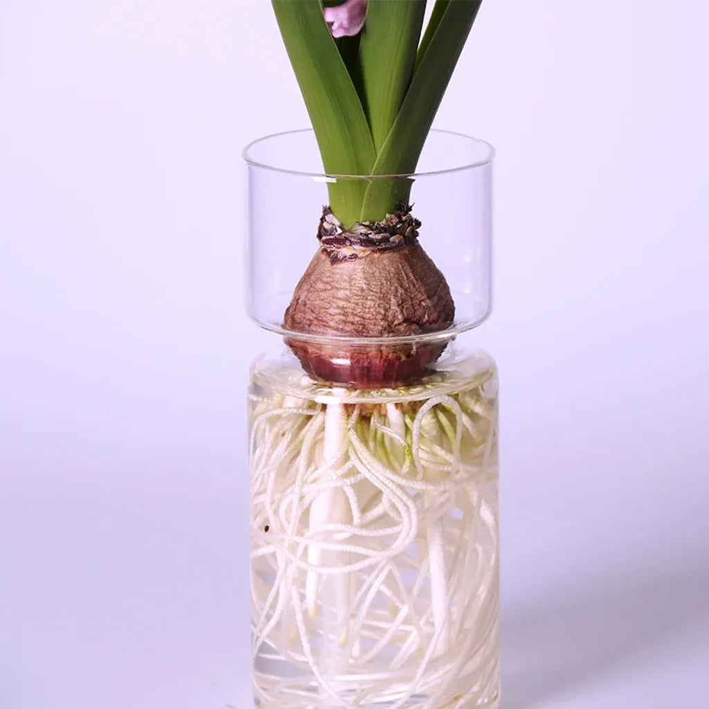 Vase en Verre de Jacinthe Transparent