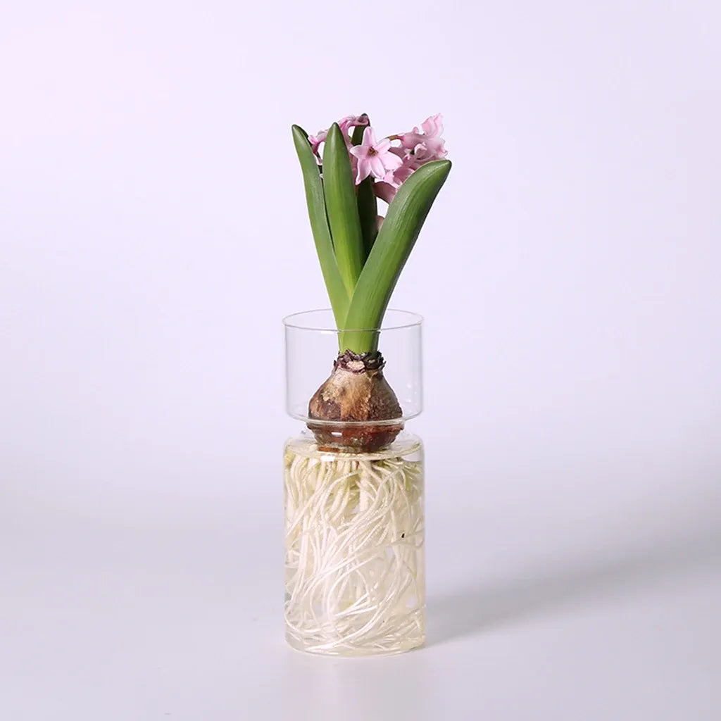 Vase en Verre de Jacinthe Transparent