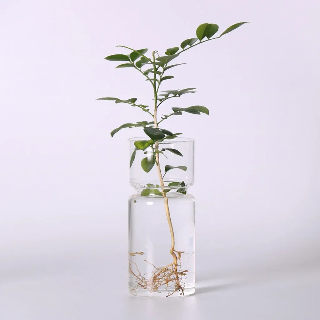 Vase en Verre de Jacinthe Transparent